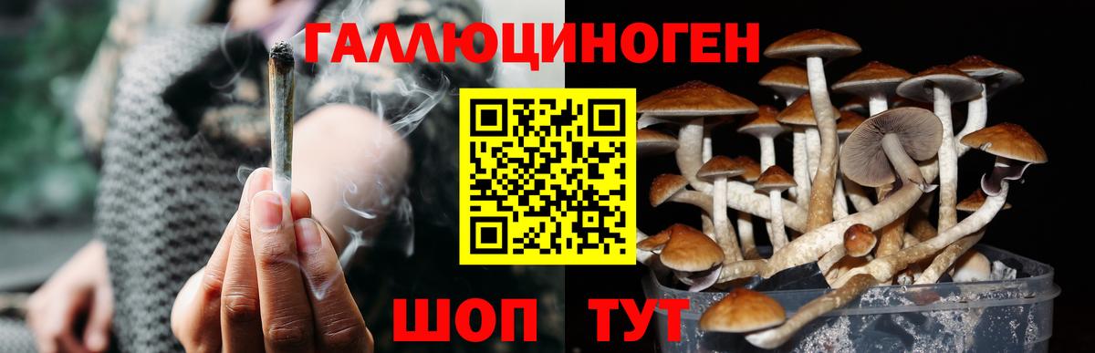 Псилоцибиновые грибы Psilocybe  Сибай 